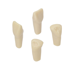 Dientes con preparaciones para modelo AG-3