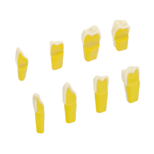 Dientes esmalte dentina ana4-imagen