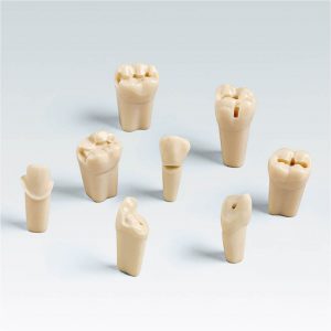 Dientes con preparaciones especiales